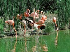 101PARC AUX OISEAUX DANS L AIN 2016 1_000008